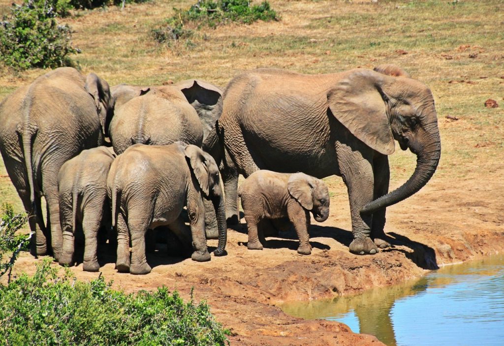 An image of wildlife from the Kruger national park in South Africa 